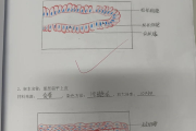 组织胚胎学习通答案（组织胚胎学题库及答案解析）