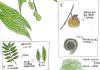 植物知道生命学习通答案（植物知道生命的答案尔雅答案）