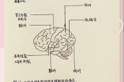 学习通大脑神经奥秘答案（尔雅大脑的奥秘神经科学导论章节测试题答案）